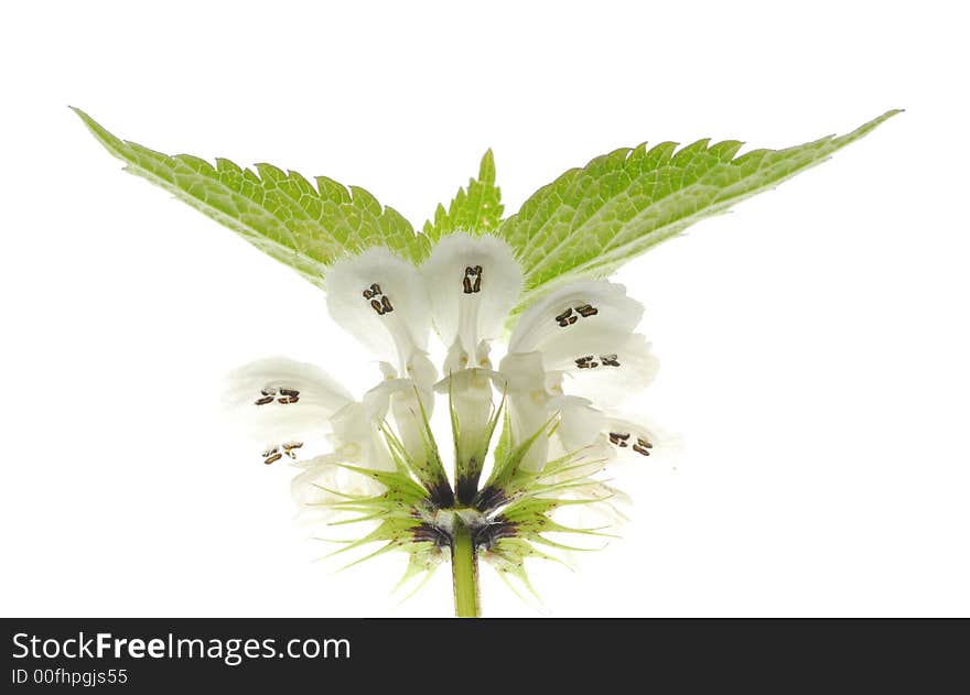 White flowers with leaves on white background