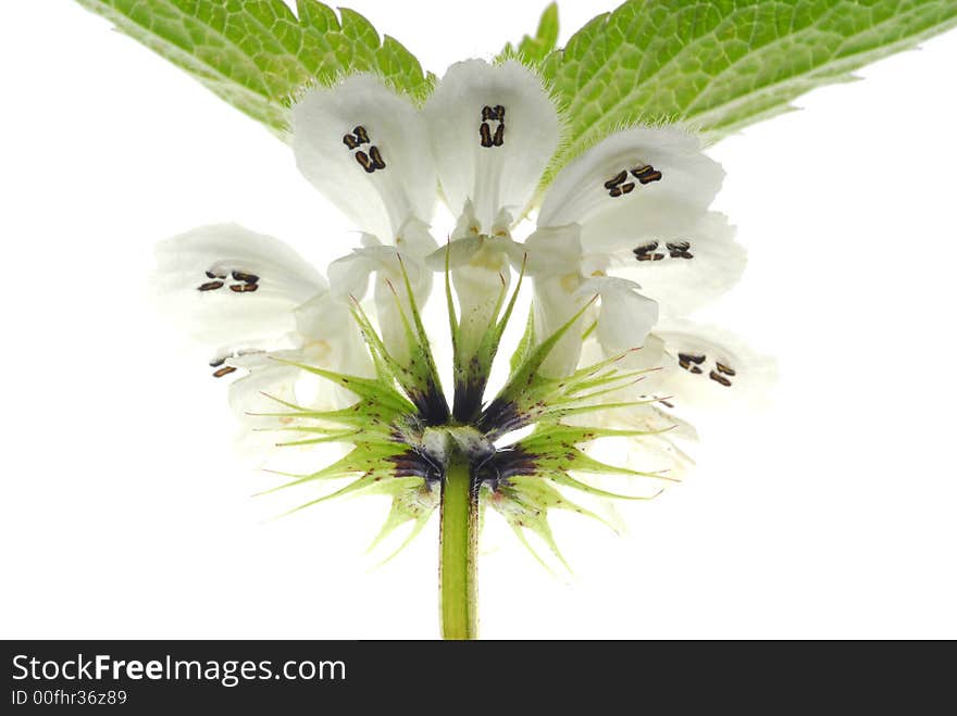 White flowers with black mark