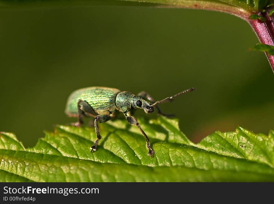 Green bug