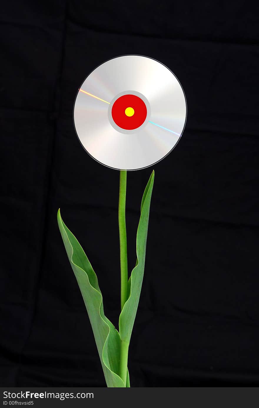 CD flower against black background