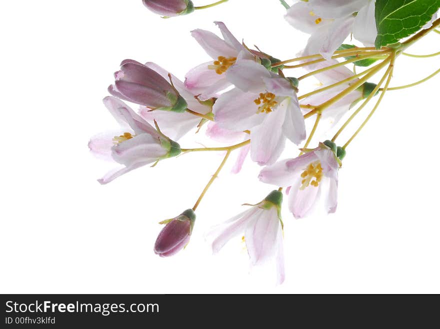 Pink flowers on light box