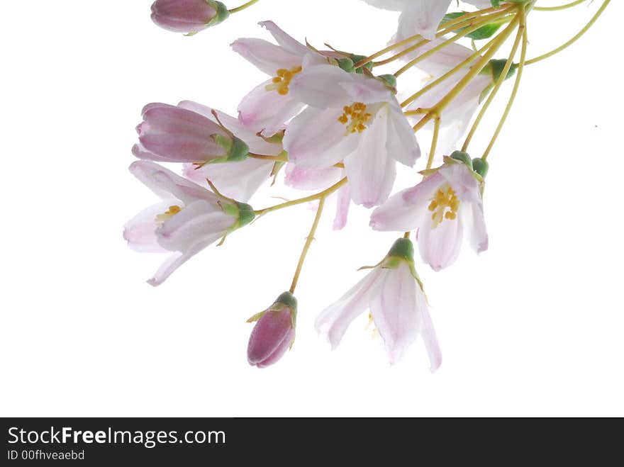 Pink flowers on light box