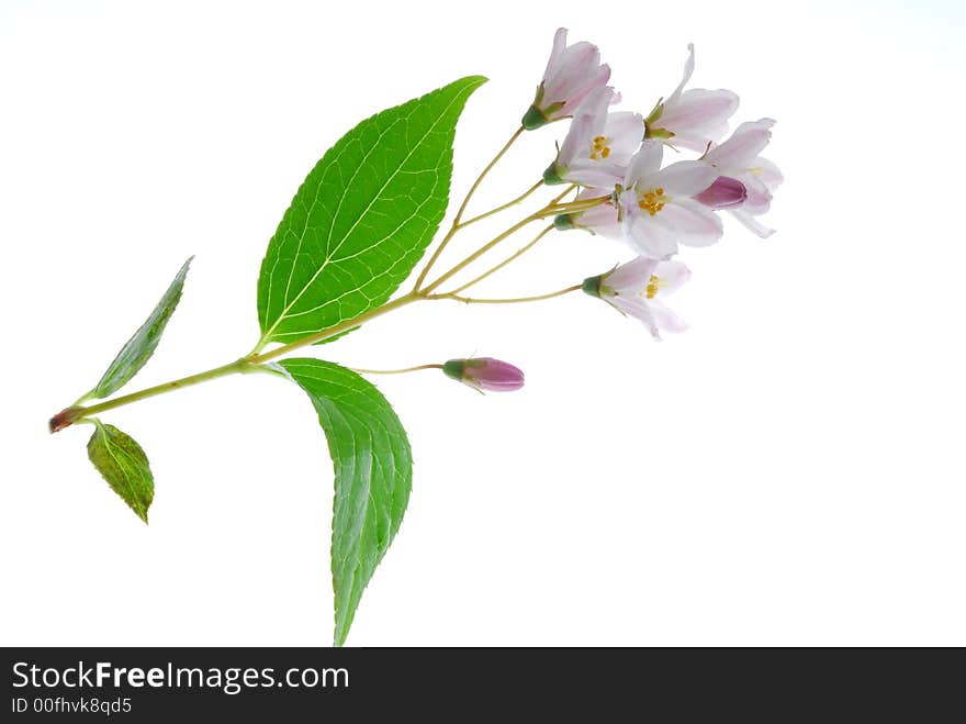 Pink flowers on light box