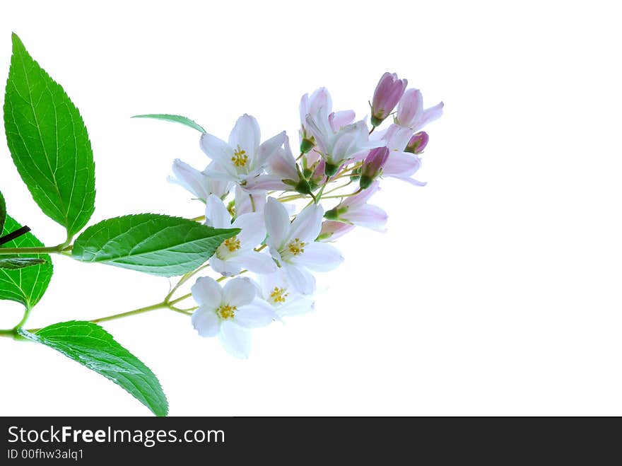 Pink flowers on light box