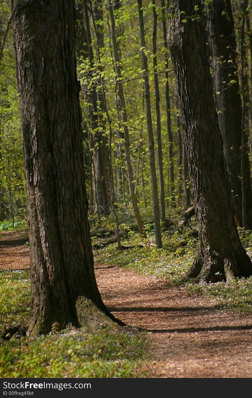 Walkway Through Forest