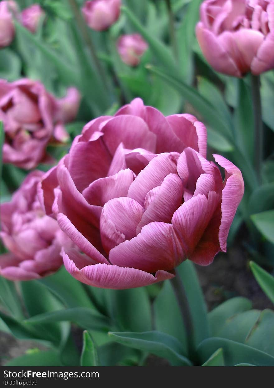 Close-up of pink tulip on field