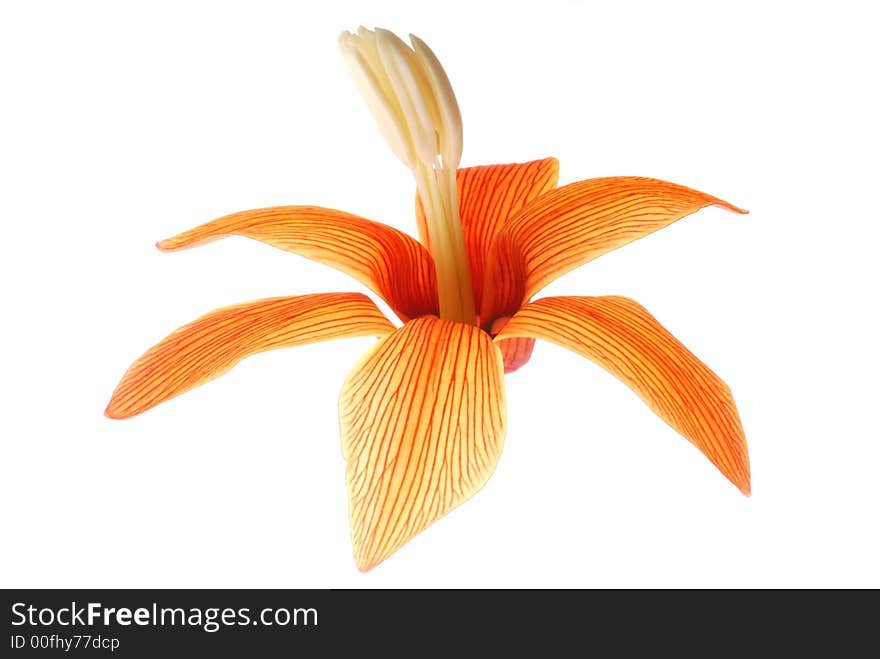 Orange color flower on light box