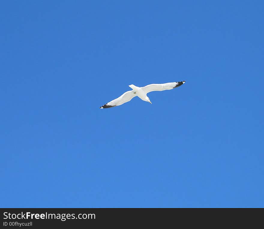 Sea Gull In Flight