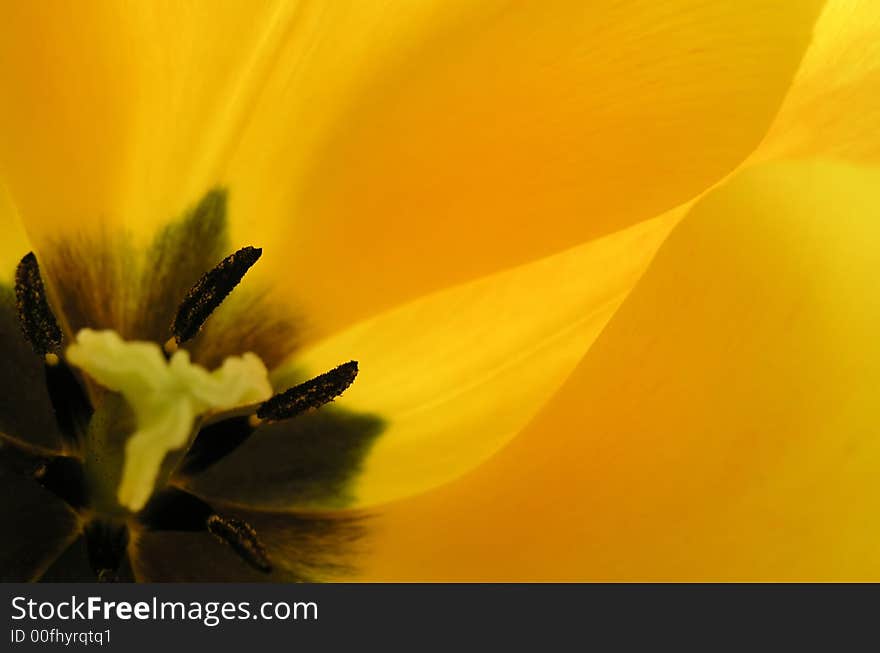 Inside yellow tulip with details