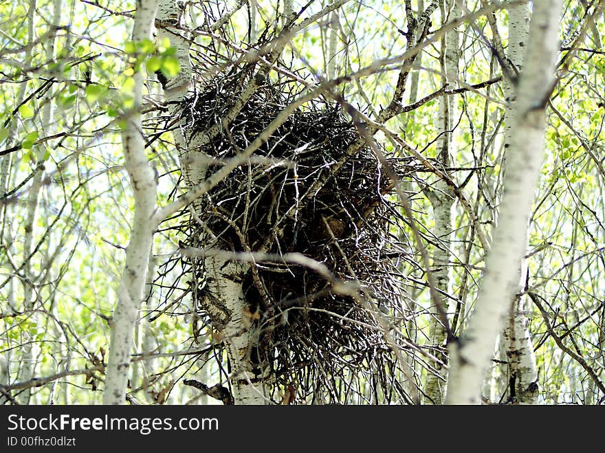 Crow-s nest in the woods