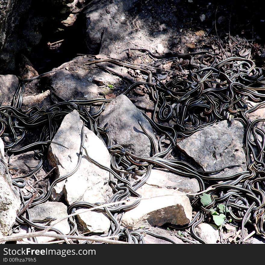 Garter snake den