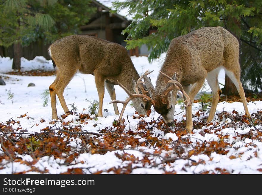 Two Young Mule Deer Bucks Forage For Food ~ Odocoileus hemionus