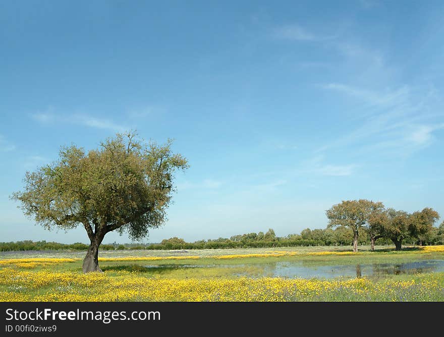 Beautiful Rural Landscape