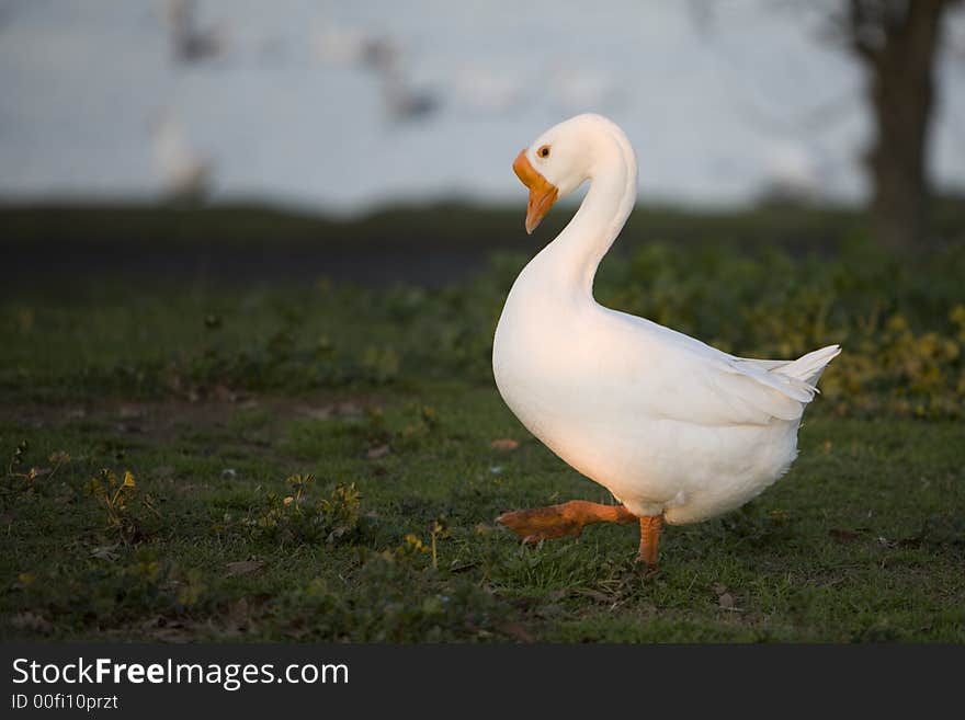 Marching white goose