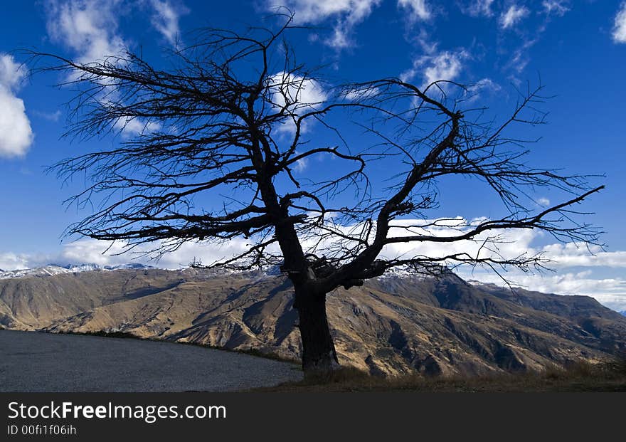 Tree silhouette