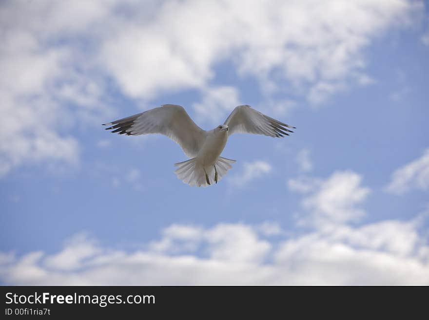 Seagull in flight