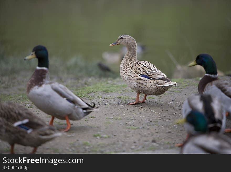 Female mallard duck in a group of males standing out from the rest of the group on an overcast day.  Out of focus water in the background. Female mallard duck in a group of males standing out from the rest of the group on an overcast day.  Out of focus water in the background.