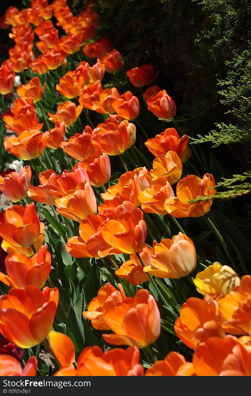 Angled rows of orange tulips in bright sunlight