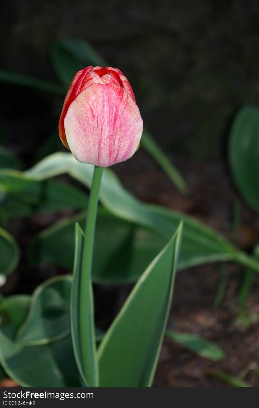 Budding Red Tulip