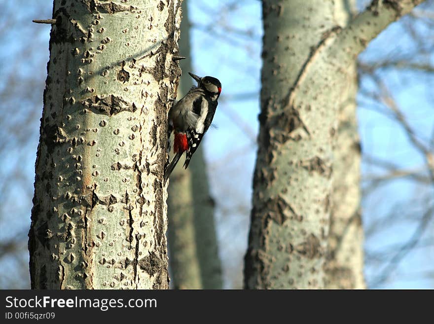 Woodpecker