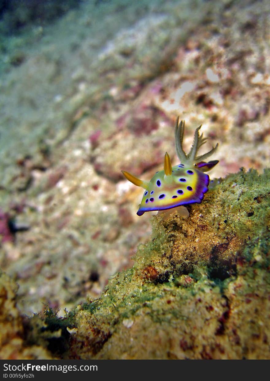 A beautiful nudibranch species. Its colorful body warns off predators as being poisonous. A beautiful nudibranch species. Its colorful body warns off predators as being poisonous.