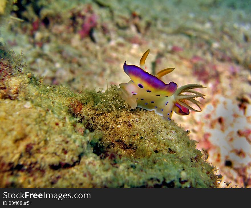 This Chromodoris kuniei has a unique way of moving & displaying its skirting. This Chromodoris kuniei has a unique way of moving & displaying its skirting