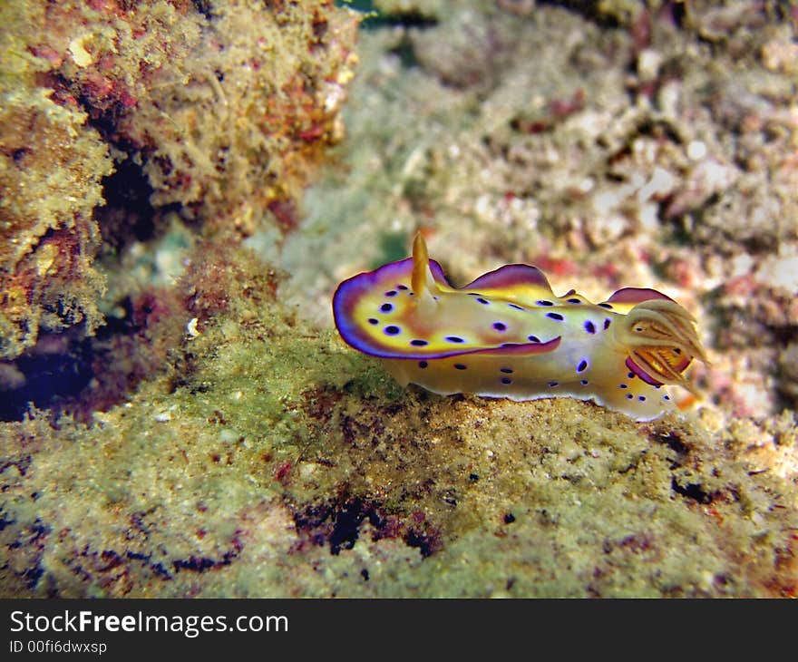 A colorful nudibranch species crawling on the sea bottom. A colorful nudibranch species crawling on the sea bottom