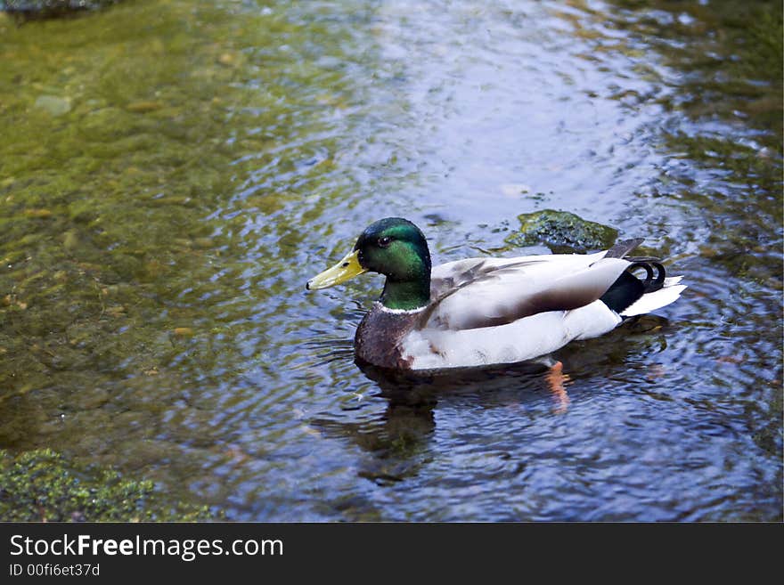 Duck swimming on a lake at Crystal Springs in Oregon.
