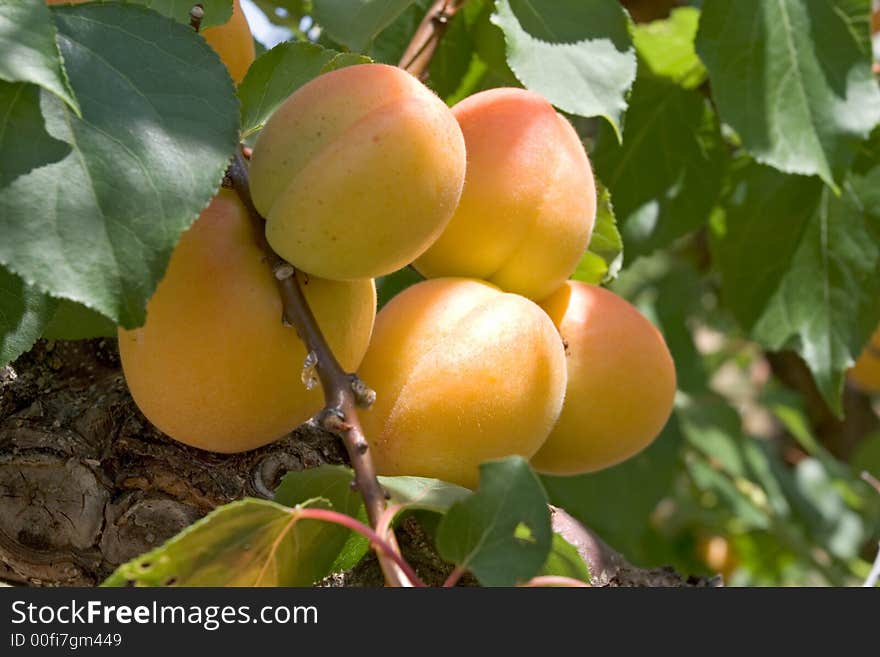 Beautiful and delicious peaches hang on a stem. Beautiful and delicious peaches hang on a stem.