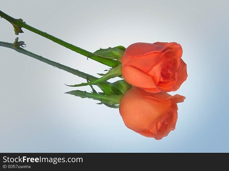 Reflection of rose on a mirror