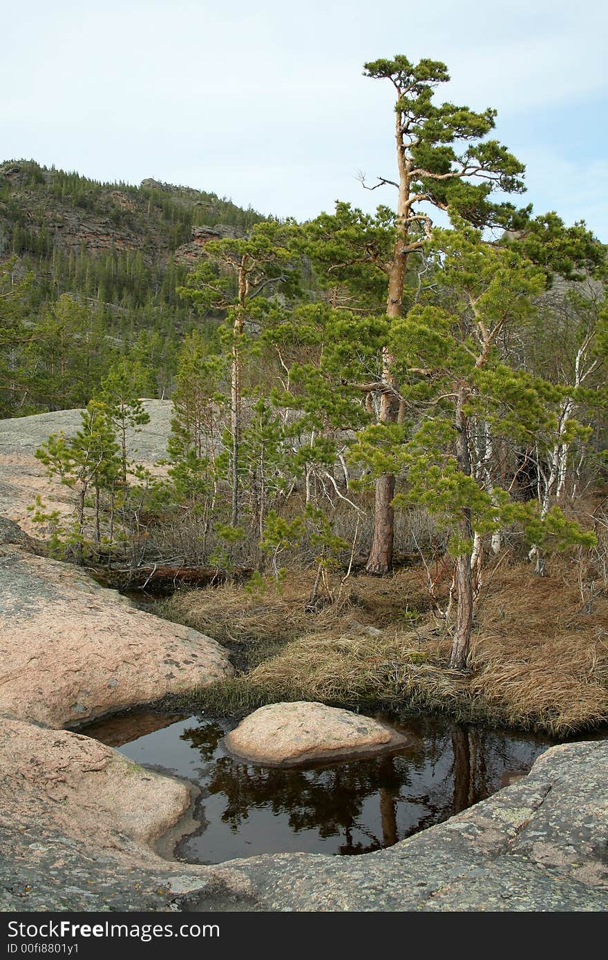 Pine on stones