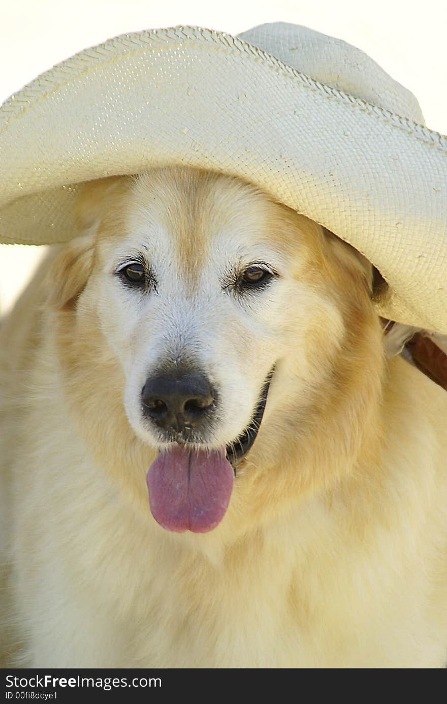 A nice smiling golden retriever dog or canine with a nice straw hat. A nice smiling golden retriever dog or canine with a nice straw hat.