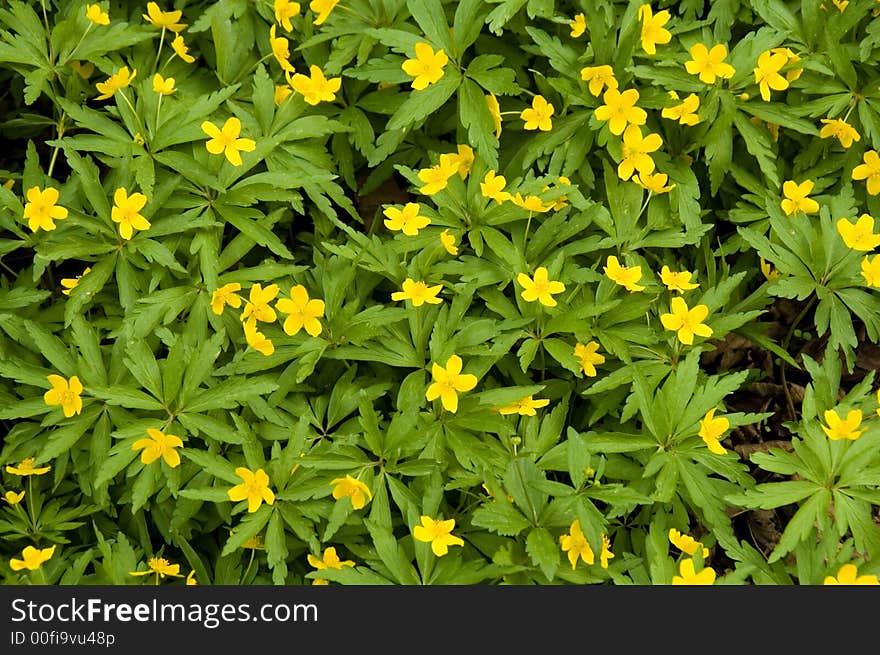 Small yellow flowers in a spring wood