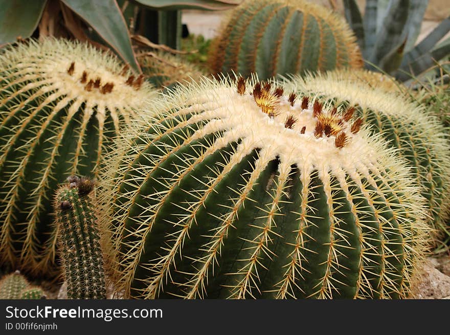 Cactus with nice fine hairs