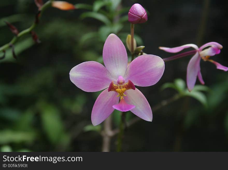 In the garden a flower. In the garden a flower