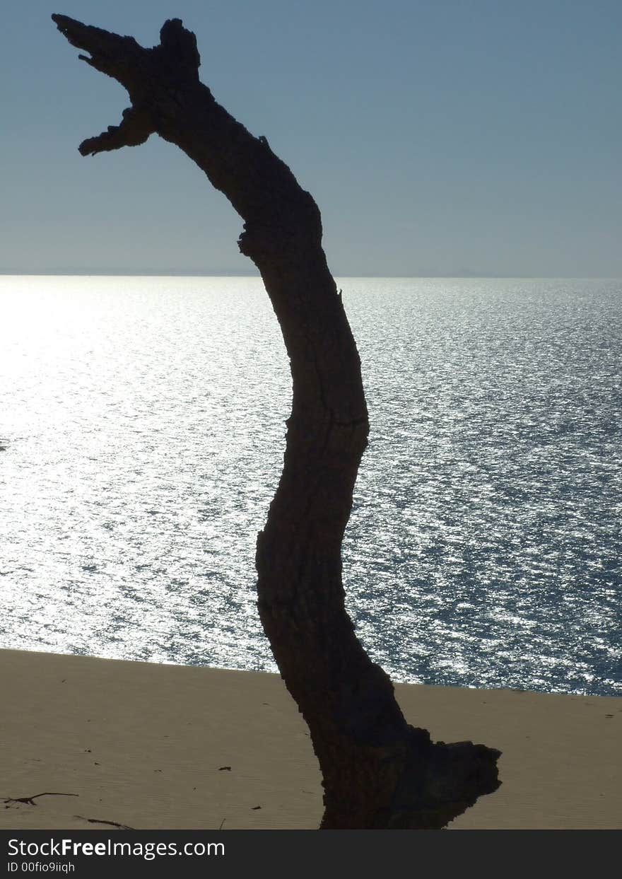 Lonely tree on the beach overlooking the sea. Lonely tree on the beach overlooking the sea