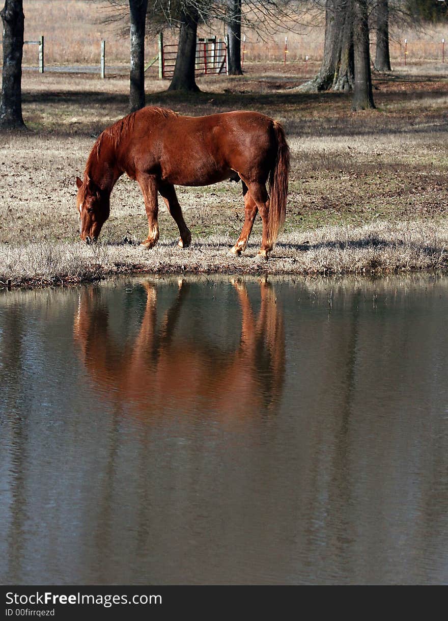 Horses reflection