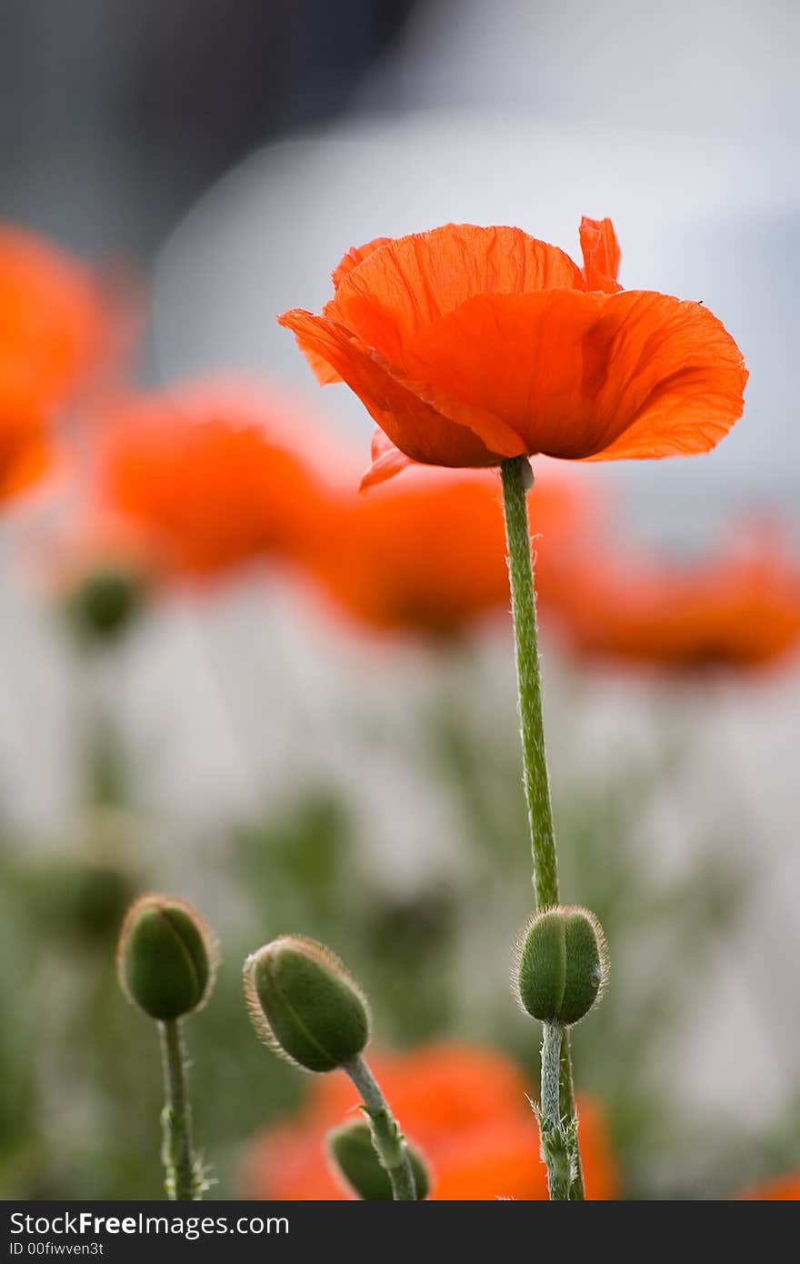 Common Red Poppy