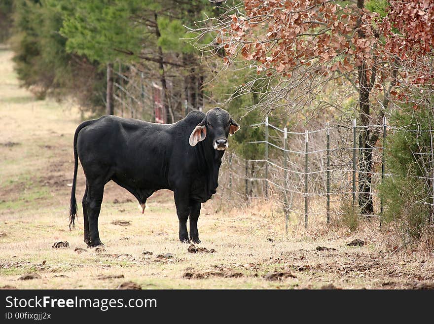 Brahma Bull