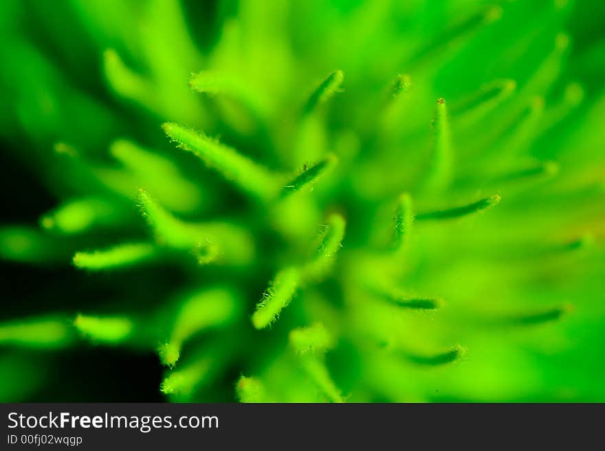 Super shallow depth of field nature abstract. Super shallow depth of field nature abstract