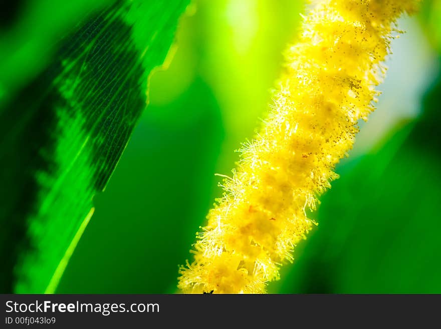 Closeup shot of vived green and yellow plants. Closeup shot of vived green and yellow plants