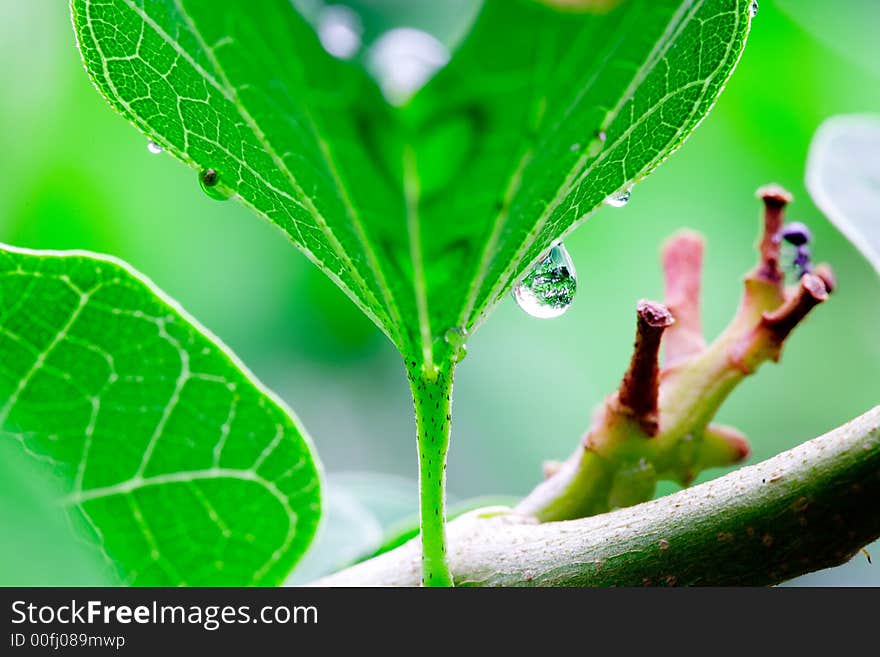 A large drop of water forms on a green leaf. A large drop of water forms on a green leaf