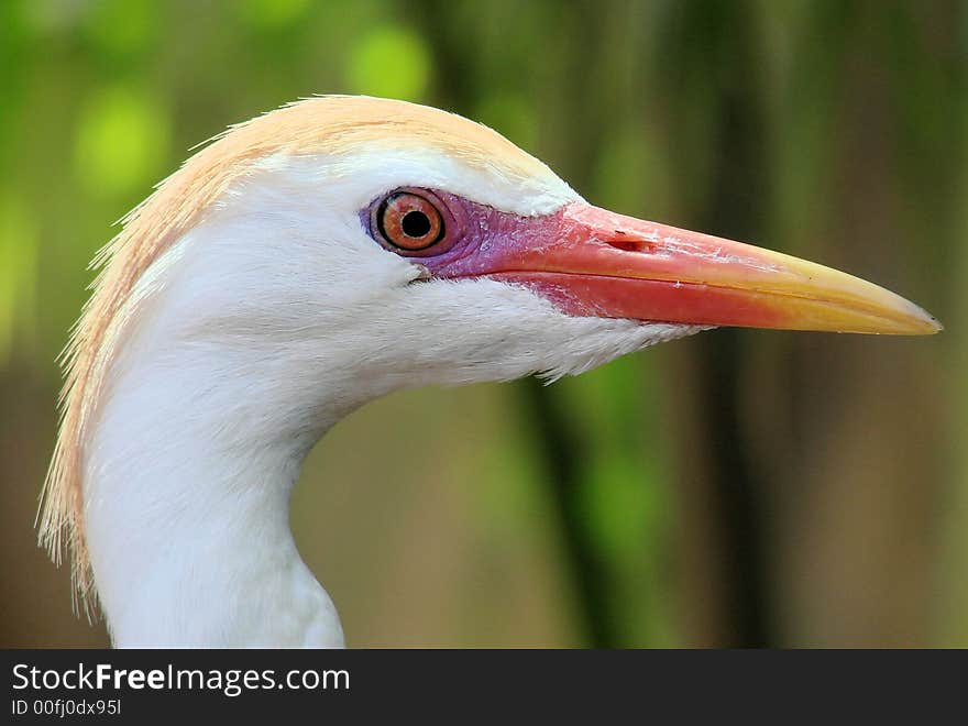 White egret, closeup of eye and beak.