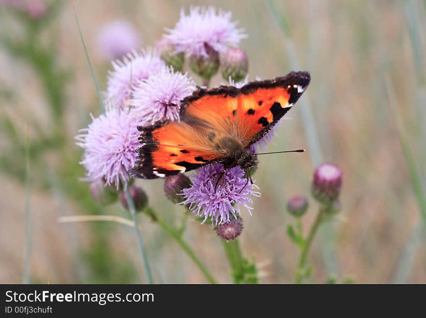 Butterfly on the flower with grass on background