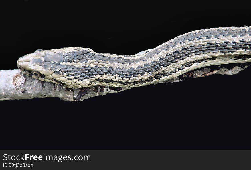 A close up on a grey snake on a stick on a black background.