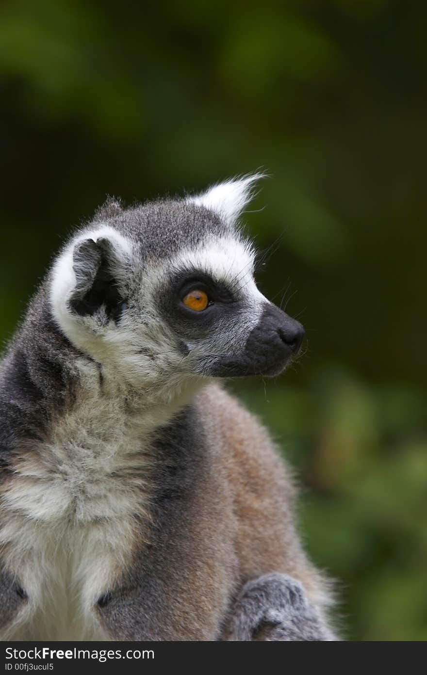 The Ringed-tailed Lemur is endangered due to human destruction of it's natural habitat, the rainforest.