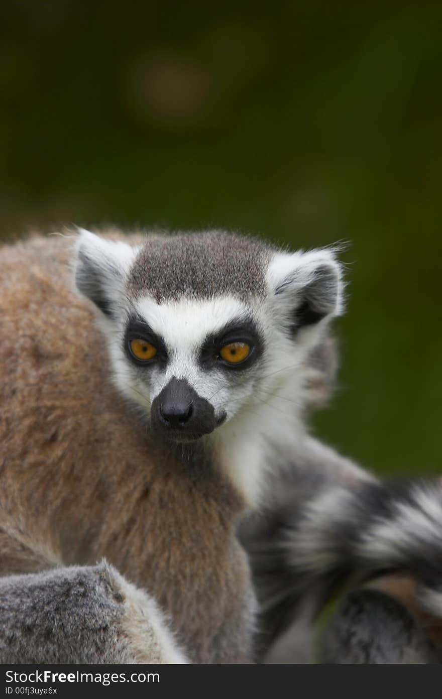 The Ringed-tailed Lemur is endangered due to human destruction of it's natural habitat, the rainforest.