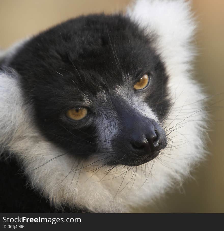 Black & White Lemur