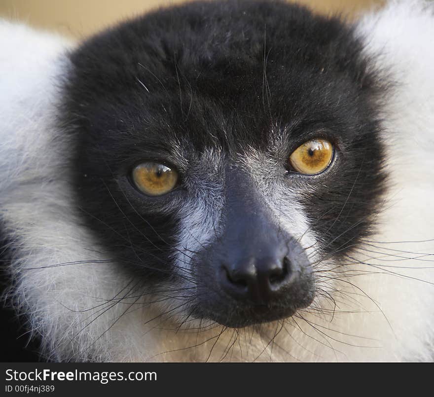 Engangered Black & White Lemur