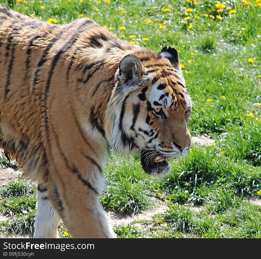 Portrait of tiger in action